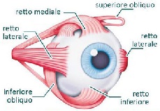 Bio Occhiali - Vendita Milano