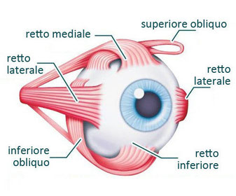 Bio Occhiali